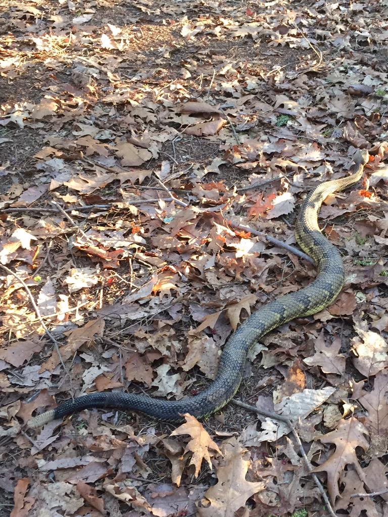 hookerlaw's tweet photo. Awesome trail run at Buttermilk Falls w/ @hookerj1 and @TLHeineman. We came upon a 5 foot #TimberRattler #NJTreasure http://t.co/mZh7TG7wWL