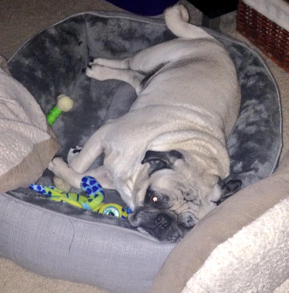 Does anyone hate Monday as much as me? Is it weekend again yet? #puglife