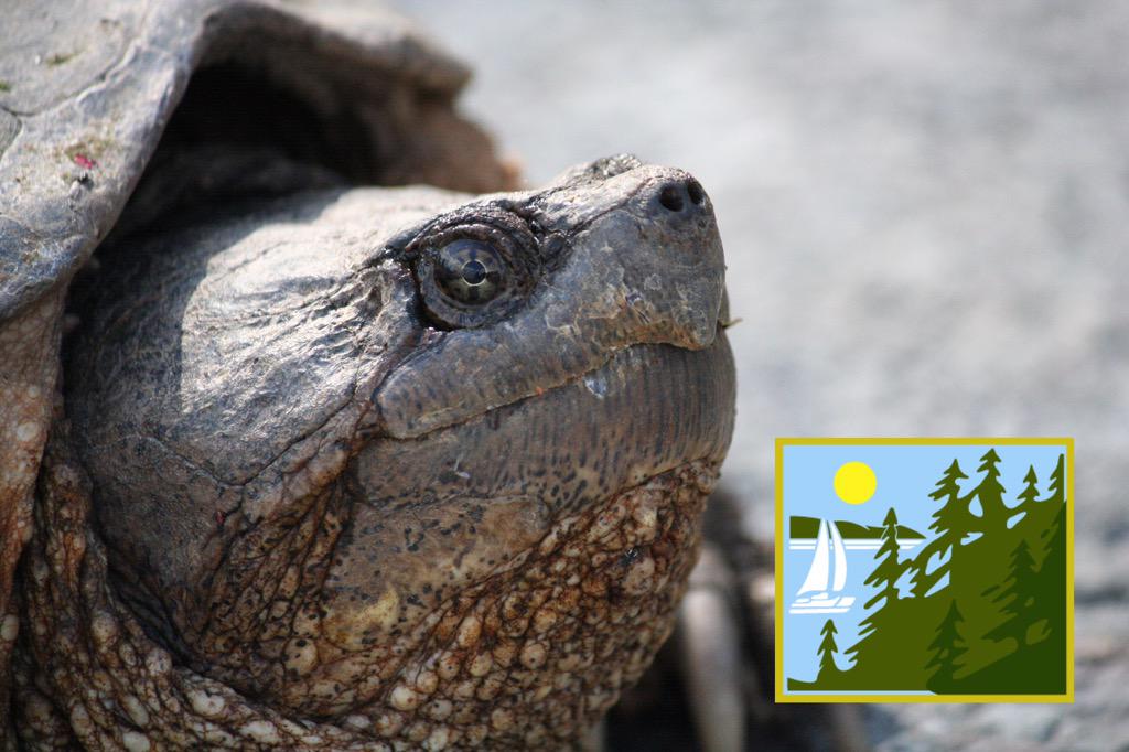 We spotted this big boy walking to our dam today.  #Wallenpaupack #Hawley #PA