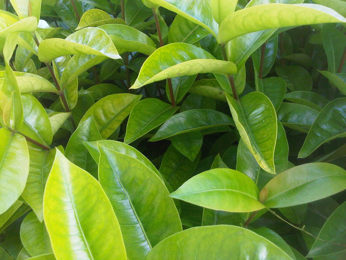 sofiaoraa's tweet image. Quieres saber como conservar las hojas verdes utilizando #TeDeCompost? tedecompost.wordpress.com/2015/05/04/las… #Compostaje