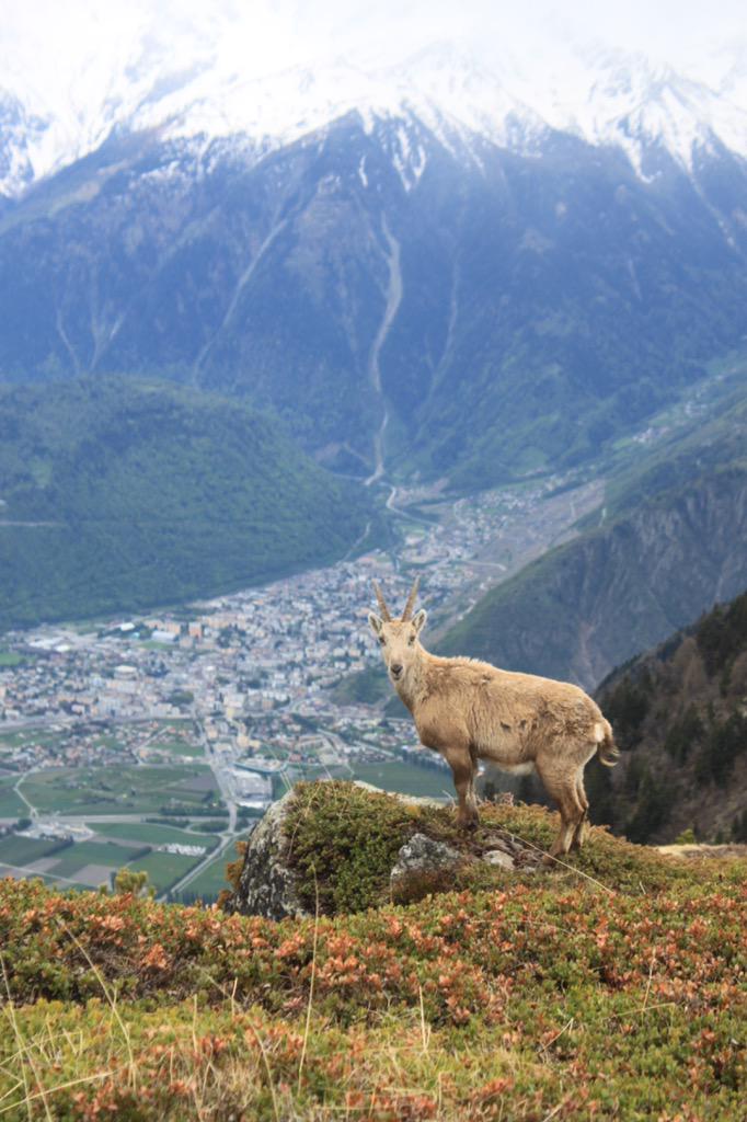 team_fully's tweet image. Sorniot,fully,valais,Switzerland