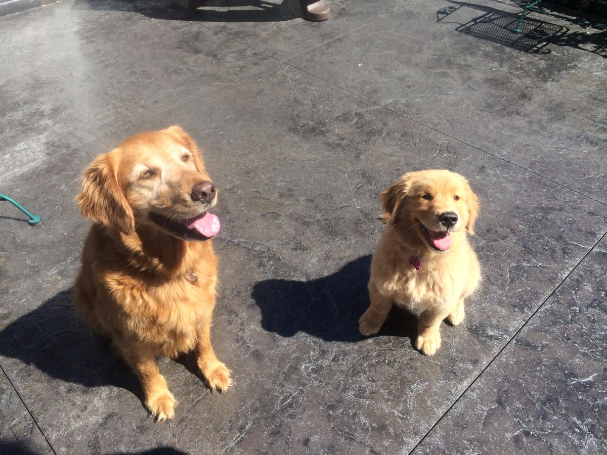 Morris_Animal's tweet photo. Two old friends team up to fight canine cancer http://t.co/4gWuBMsZjw #GoldenStudy http://t.co/qzWi3MJAKi