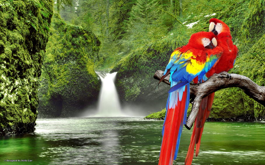 parrots__'s tweet photo. Εικόνα από http://t.co/uCNvLQ6pe7. http://t.co/Xr92bKSptT