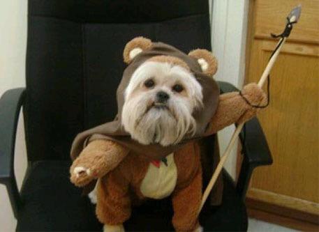 gian_verano's tweet photo. #MayThe4th be with you. 2015! Here's a cute Star Wars puppy pic just 'cause ^_^ http://t.co/Da2IKqWZ1B