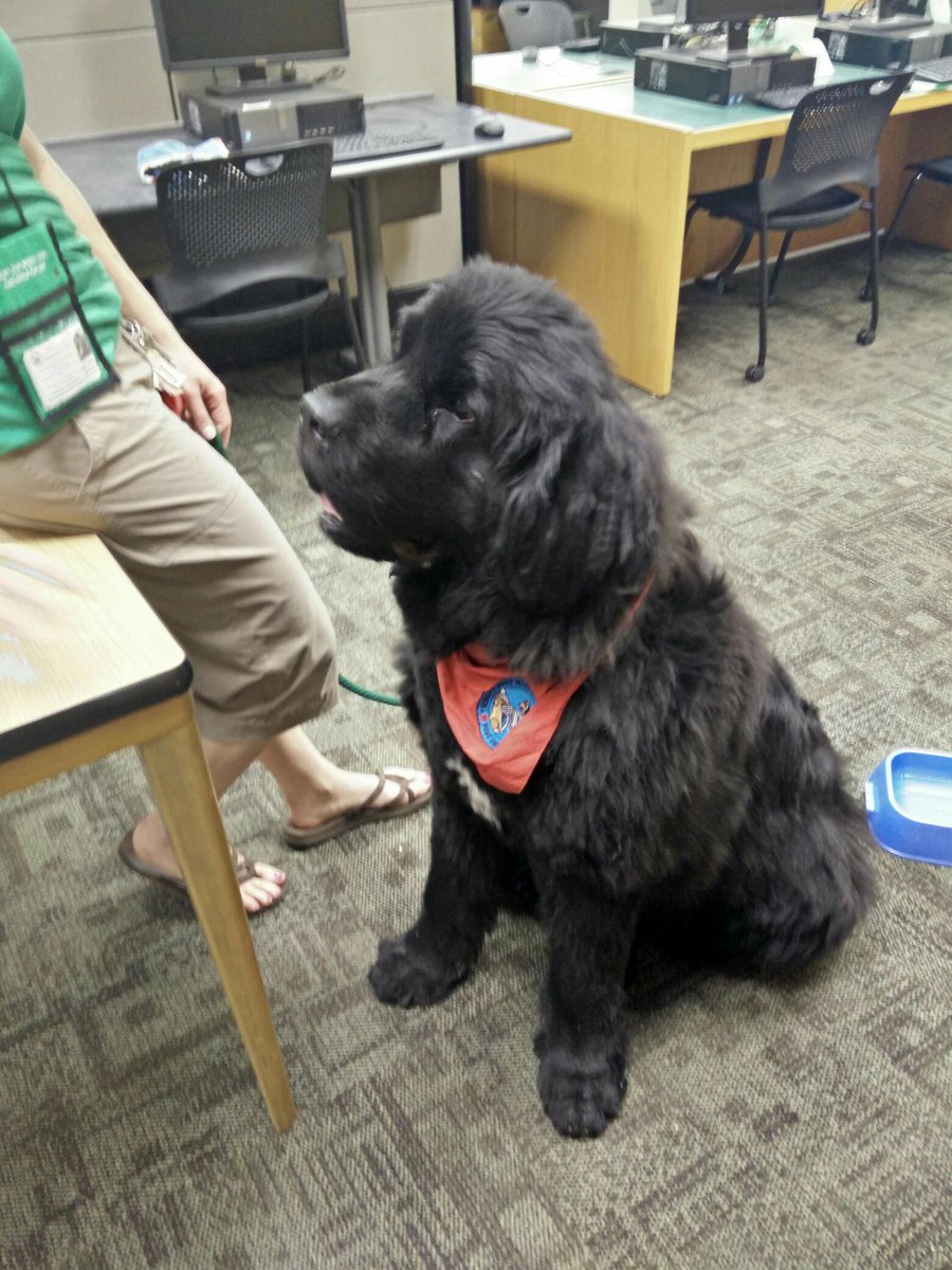ranti's tweet photo. There's a black bear in @msulibraries. #notreally #butlookathim
#pawstoplay http://t.co/j614EAkkyX