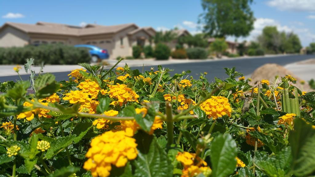 PhxPhotogJames's tweet image. On a stake out &amp;amp; decided to stop and smell the roses! Well...maybe the Lantana. @mikewatkiss3tv #stakeout #azspring
