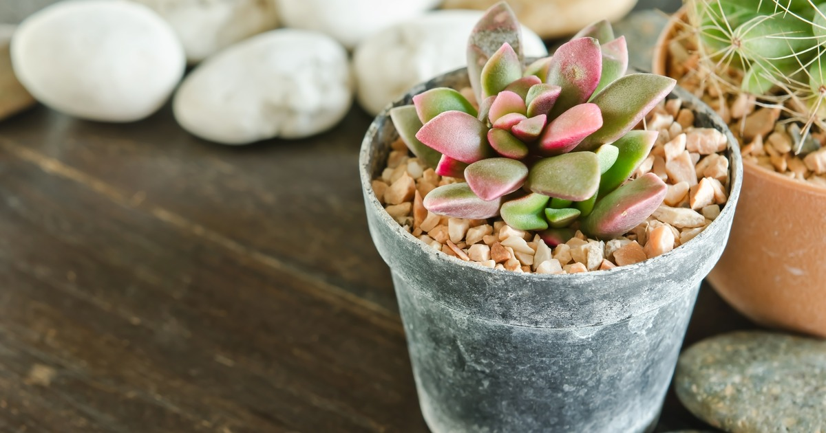 smc_RE's tweet photo. Does your mom like to garden? Get her something out of the ordinary. 5 unique plants: https://t.co/g6yBzb02PT http://t.co/CuALiFs55L