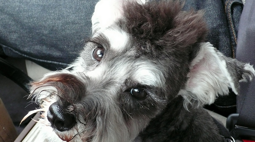 HelloSchnauzer's tweet photo. haha . nice #hairstyle pic by yuko http://t.co/F8qqp8vRk6
