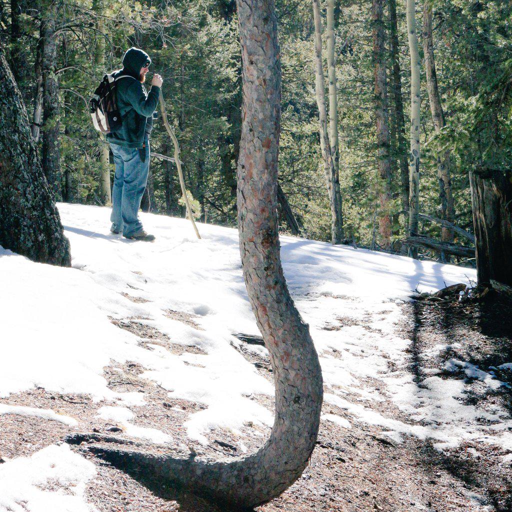 artsymartha's tweet photo. #TreesofKnowledge #forest #GreenWhereYouLive #coloradoinstagram #naturelovers #outdoors #landscape #hiking #winter http://t.co/LGf9XA7XAp