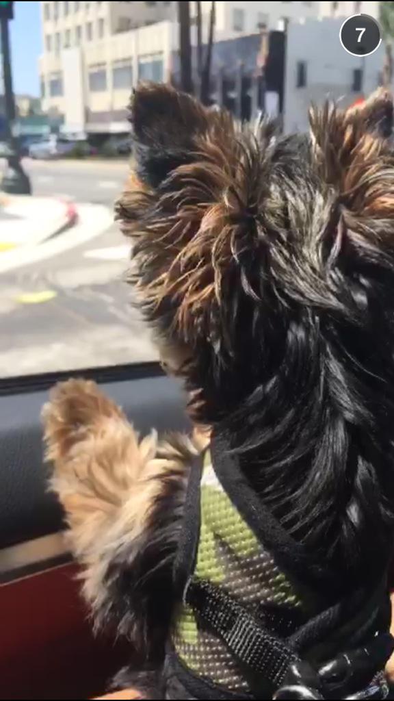 SabreenaKhan99's tweet image. "Who you barking at Bruh..? Who do you want me to fight? I'll fight em!!" -@fouseyTUBE #perfectfather 😂😍😍