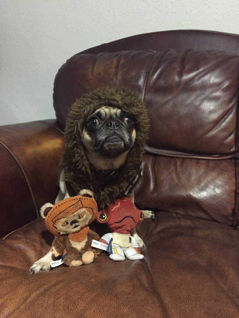DylanLennon22's tweet photo. @drafthouse My pug has a Star Wars ensemble including toys! She hates the Ewok more....maybe.#AlamoJedi http://t.co/K3QwmyvhCB