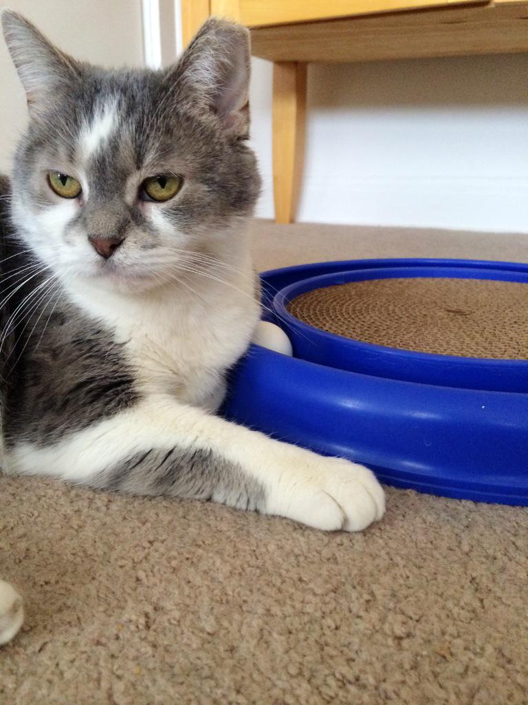 thereal_izzycat's tweet photo. I need some inspiration. #MeowMonday http://t.co/SdfOWmuZGc