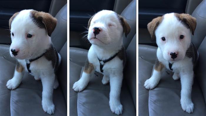 TheFixGym's tweet photo. I cannot stop watching this. #Pupsessed https://t.co/F0K0mScySx http://t.co/RDuc0WcaXv