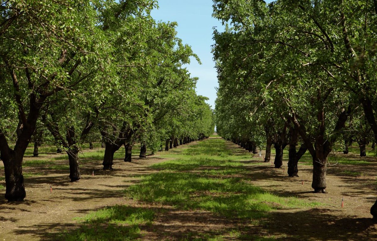 almondalliance's tweet image. Value #1: Although we're grown on 12% of CA's farmland, we use just 8% of CA ag H2O: almonds.com/blog/orchard/s… #almonds