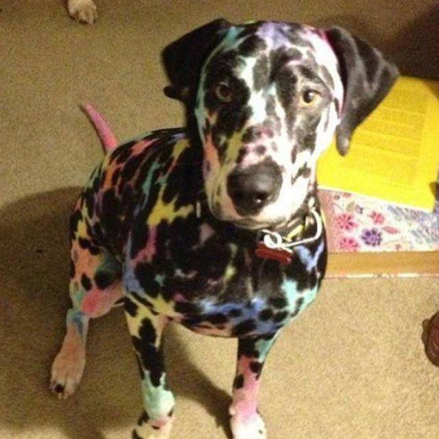 yerinur's tweet photo. Çocuğunuzu evde köpeğinizle yalnız bırakmadan önce 2 kere düşünün http://t.co/Yat7dHeWTd