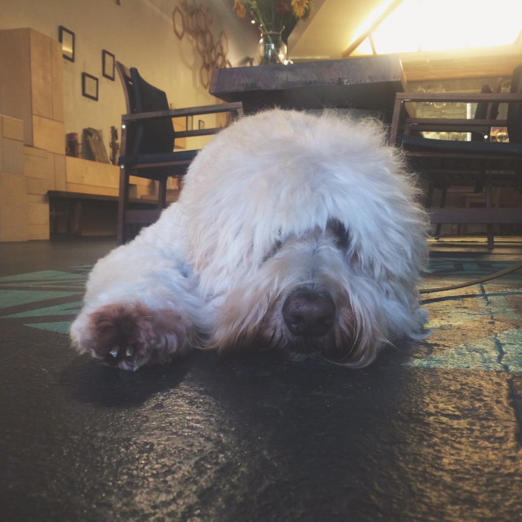 AoSACoffee's tweet photo. Come hang out with your best pal inside! http://t.co/ylSgLVNtzK