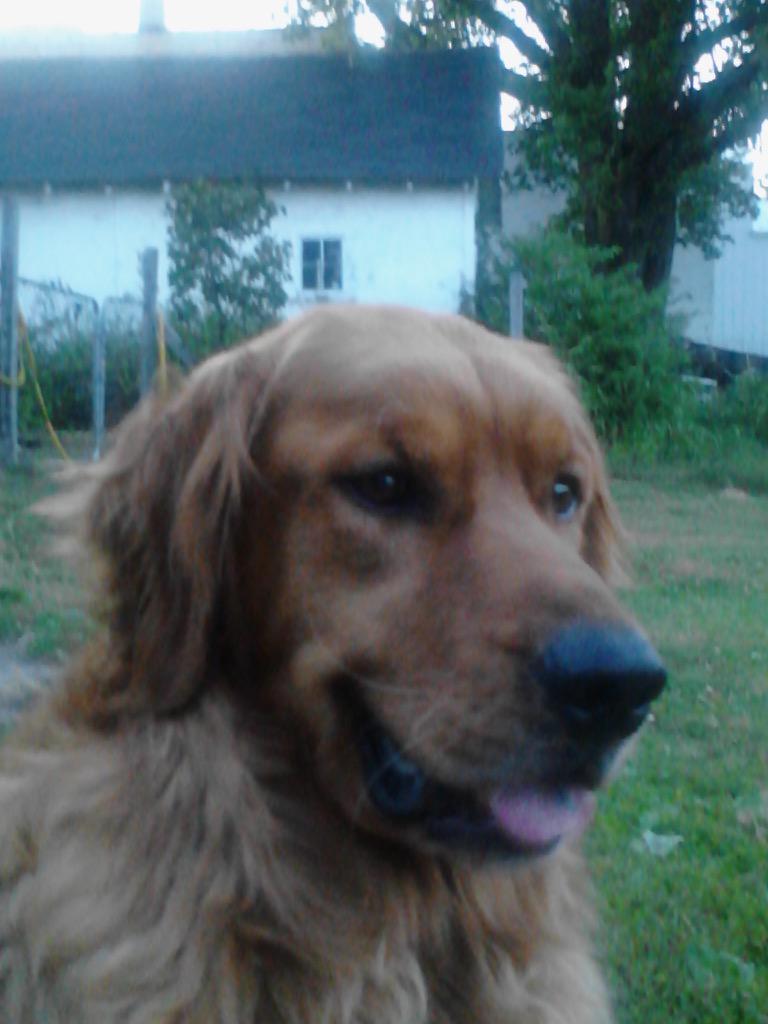 MTiger21874's tweet photo. Thinking about my boy today, he is recovering from surgery for Bloat "twisted stomach". He has a tough road. http://t.co/JNT5SL2ufh