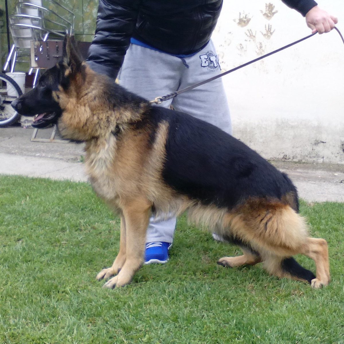 pink pedigree german shepherd