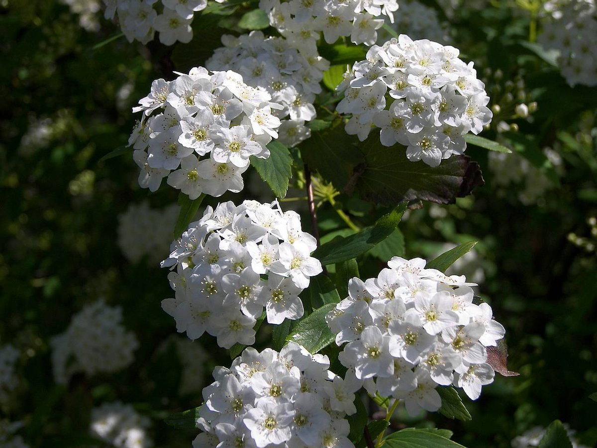 CB_Flowers's tweet photo. The Angelica flower was used in EU for 100's of yrs as a cure for everything from the Bubonic plague to indigestion http://t.co/2DhWx3sxQ0