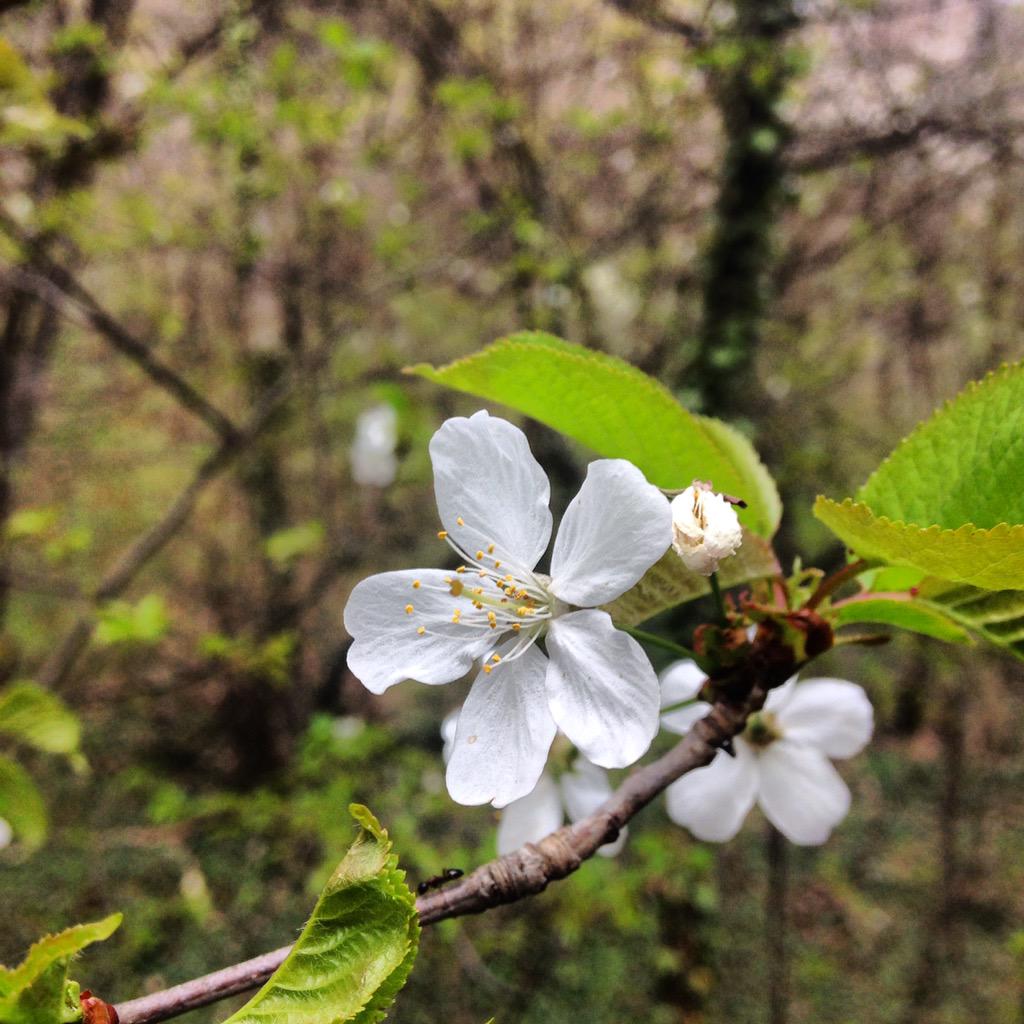 team_fully's tweet image. Flower time !!!