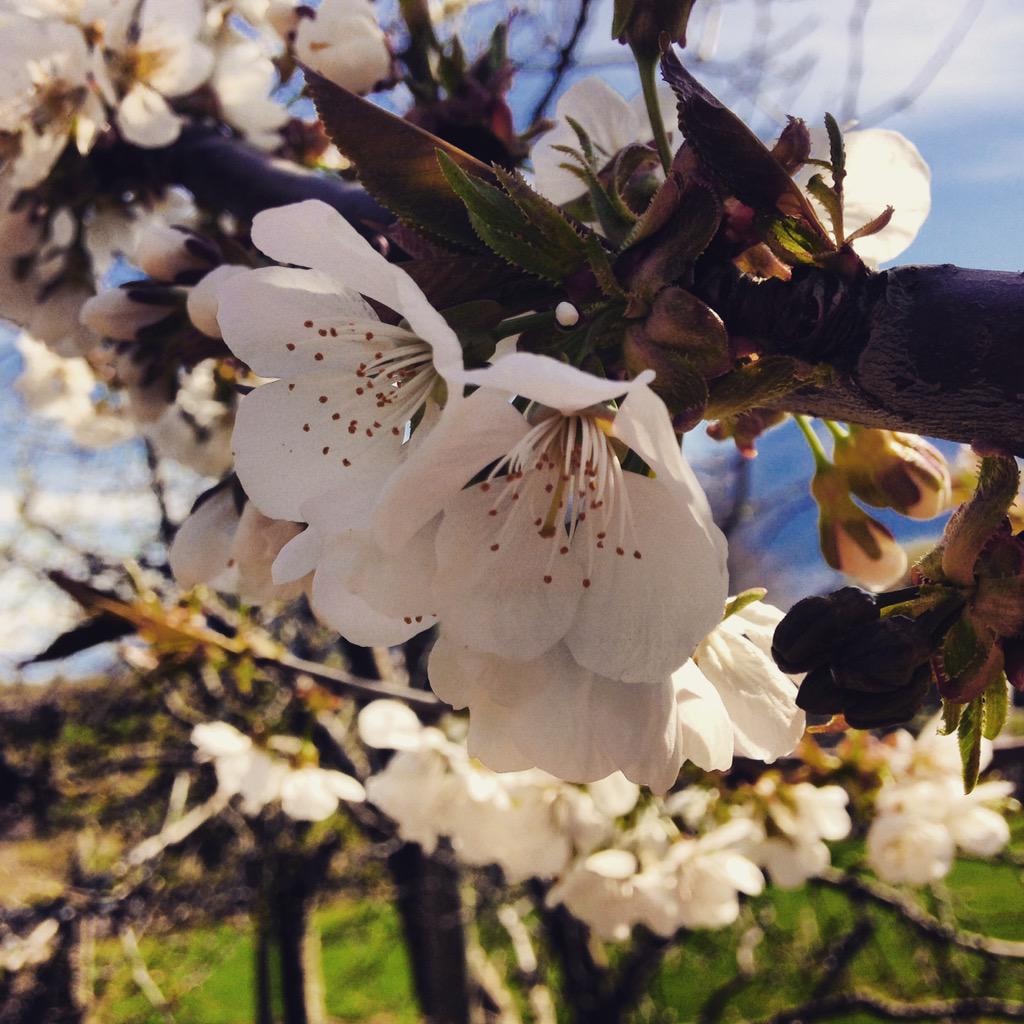 team_fully's tweet image. Flower time !!!