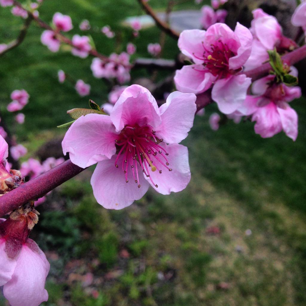 team_fully's tweet image. Flower time !!!