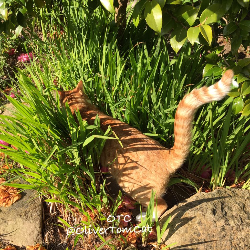 OliverTomCat's tweet photo. Morning all!Just checking there's no fishies in this bush 'cos today's #tunatuesday !Have a great day evfurrybody!💚🐾💚 http://t.co/2uzOkzimaW