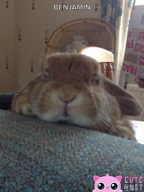 cuteornot's tweet photo. Never too early for bed. http://t.co/tLX9xEoqUs