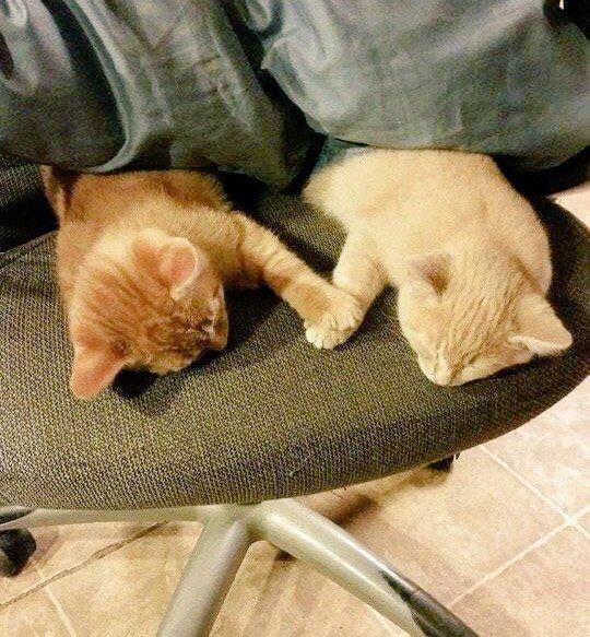 MariaSuarezR's tweet photo. 😻🌛 http://t.co/UtACGo5Hxm