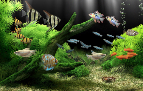 Altanaquarium Altanaquarium Twitter