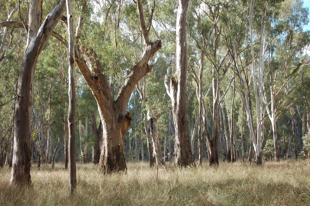 This is not a place for cows! Ban Cattle Grazing in the Alpine and Red Gum National Parks. #springst @FionaPattenMLC