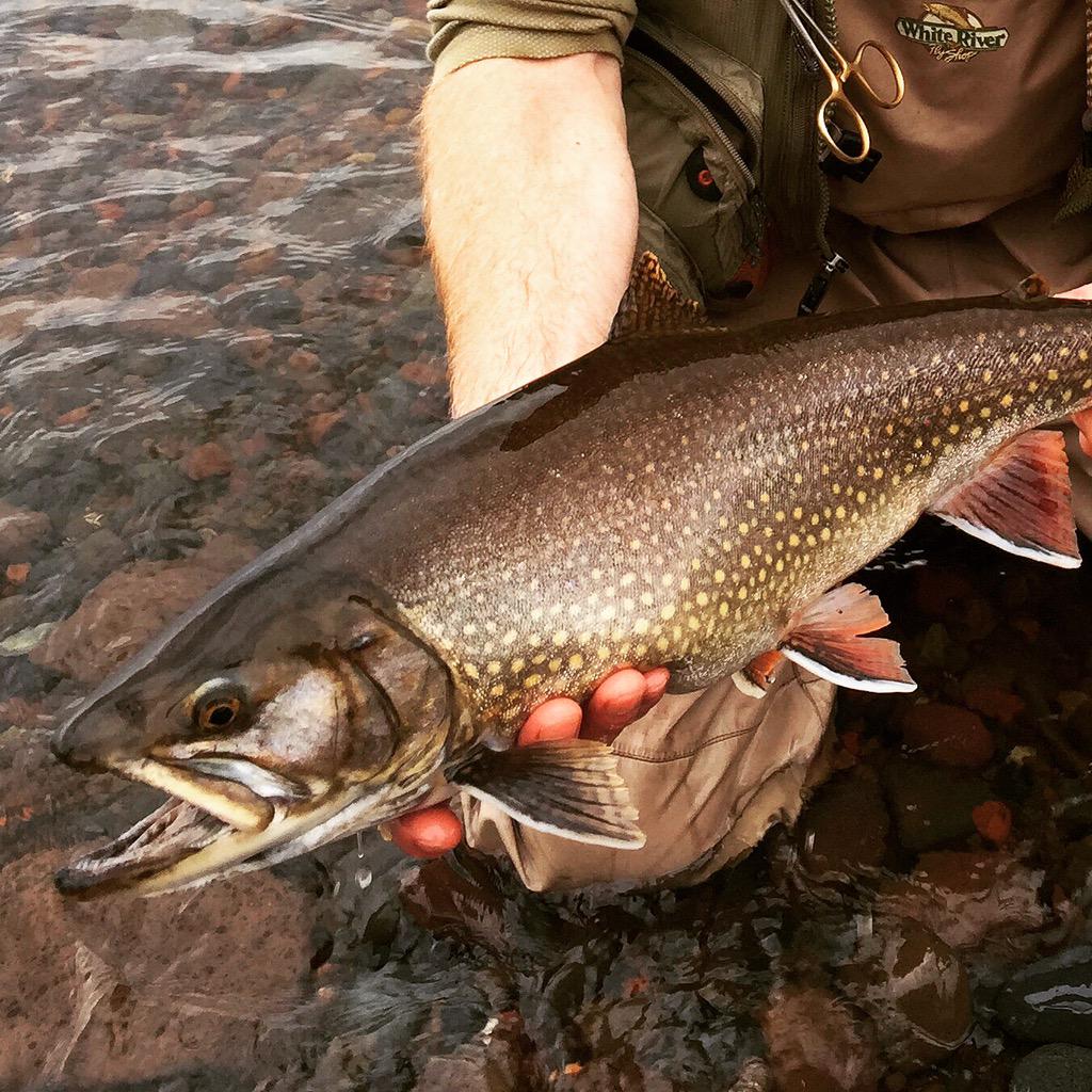 MinnesotaSteelheader on Twitter "Big coaster brook trout coming back