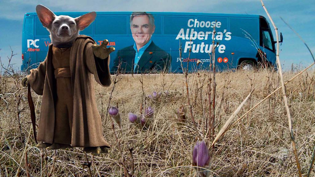 "Choose Alberta's Future, you must" ~ Julio, my daughter's Chiweenie #abvote #maythefourthbewithyou