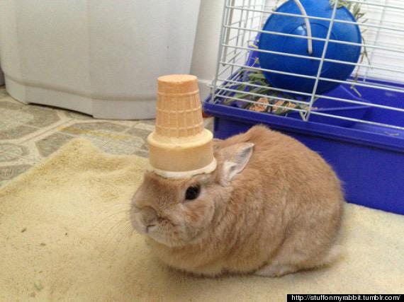 PetFession's tweet photo. Ice cream cone http://t.co/PUCAp9gZ0T