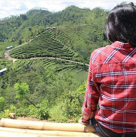 Kebun teh Nglinggo,monggo mampir lur.! @chandra_husada @JogjaMedia <a href="/Jogja24Jam/">Jogja24Jam</a> <a href="/watespahpoh/">Hay!</a> <a href="/fotoDeJogja/">FotoDeJogja</a> <a href="/JogjaUpdate/">jogjaupdate.com</a>