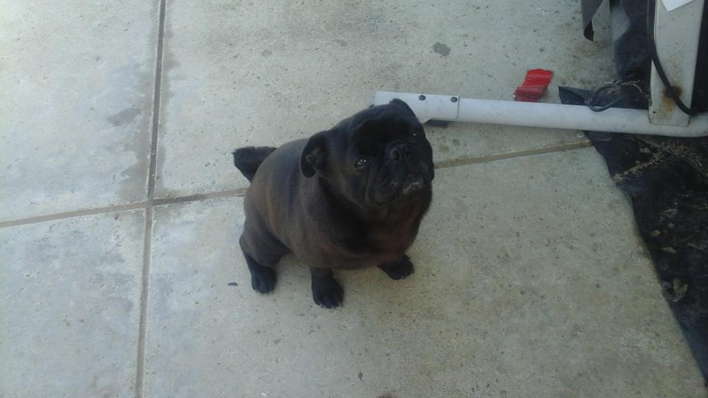 If my mom took these dogs away.... I will die and cry