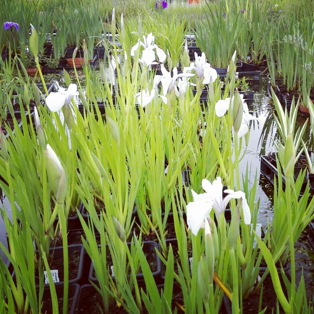 Arborea_Farm's tweet photo. E oggi godiamoci la fioritura di Iris laevigata 'Snowdrift' http://t.co/hamtcwfMb7