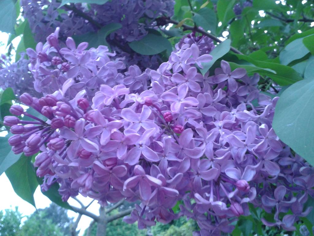 ElfishBeauty's tweet photo. Purple's in the air <3 http://t.co/pokeTAcIYo