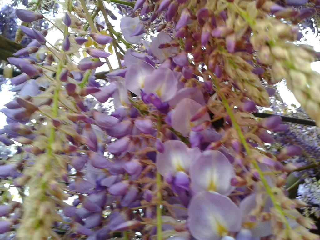 ElfishBeauty's tweet photo. Purple's in the air <3 http://t.co/pokeTAcIYo