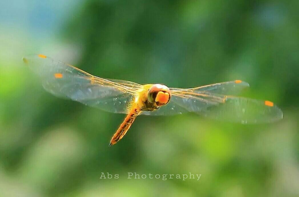 ARIFBUDISANTOS4's tweet photo. flying dragonfly http://t.co/Hr4A0Zseoc