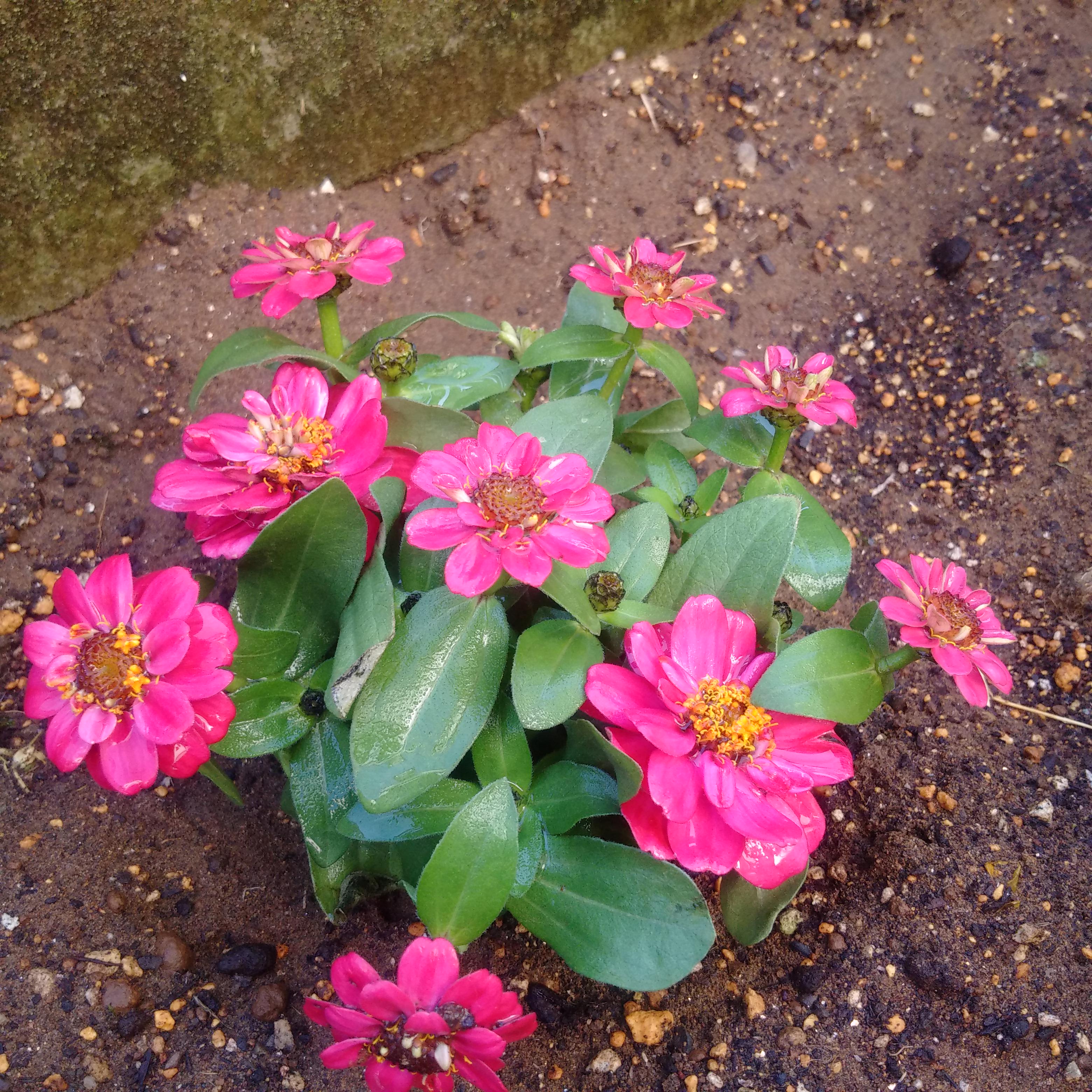 ゆうきゆうき 名前がわからんピンクの花 名前がわからん赤い花 ピンクのカーネーション 名前がわからん水色の花 おいおい 名前がわからんシリーズだな Http T Co Luqtm554nc Twitter