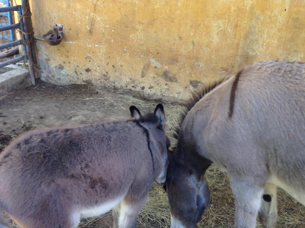 Ebru Umar 1 On Twitter Hoe Heet Een Baby Ezel Ook Alweer Http T Co C6h4ikc6xn