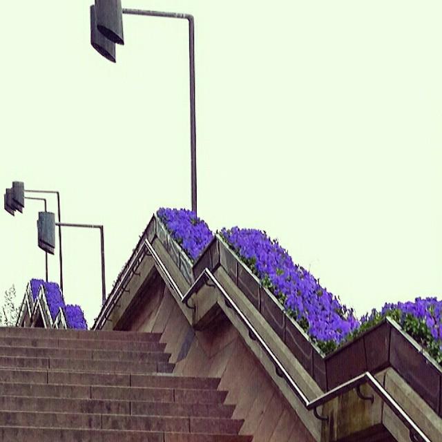 NorwayInstagram's tweet photo. #stairs #lines #flowers #perspective #oslo #oslobilder #osloost #whereinoslo #detailsofoslo #visitoslo #bestofoslo … http://t.co/IWf3xt502E