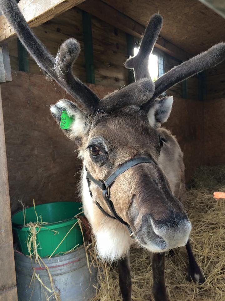 A Reindeer is not just for Christmas.. Visit Comet & Dancer all year around at @NettlecombeFarm Holidays, IOW