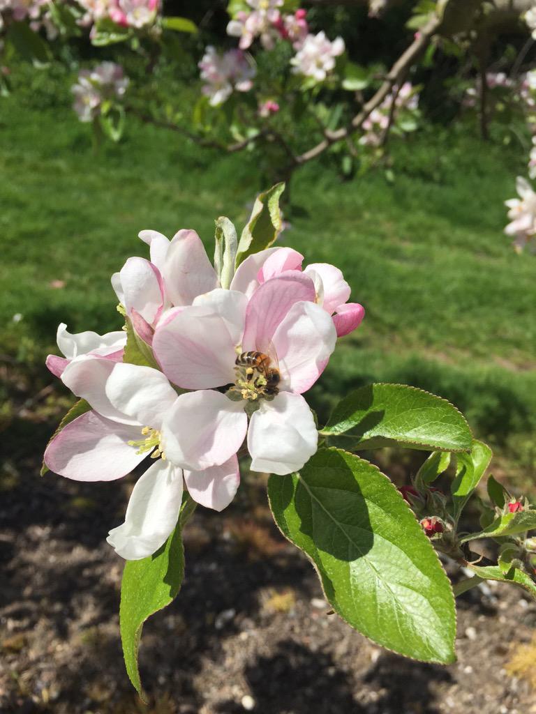 #British fruit growers confirm collaborative vision for the future. @Norman_Collett, FGA and SGT merge to create APL