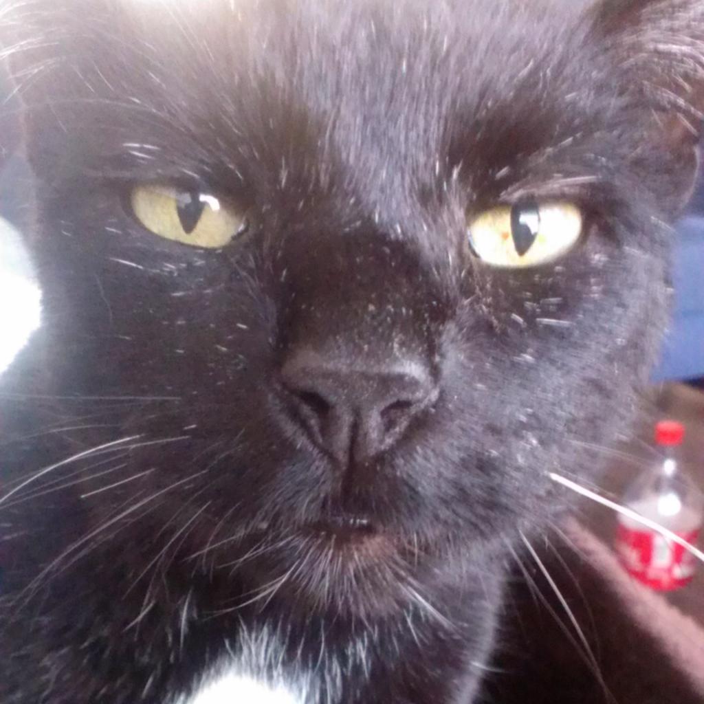 Rutger__'s tweet photo. Wie heeft onze kat  gezien, vannacht weggelopen uit de molenstraat in den burg, zwarte kat #Texel #denburg #kat http://t.co/A8CZqYW8f5