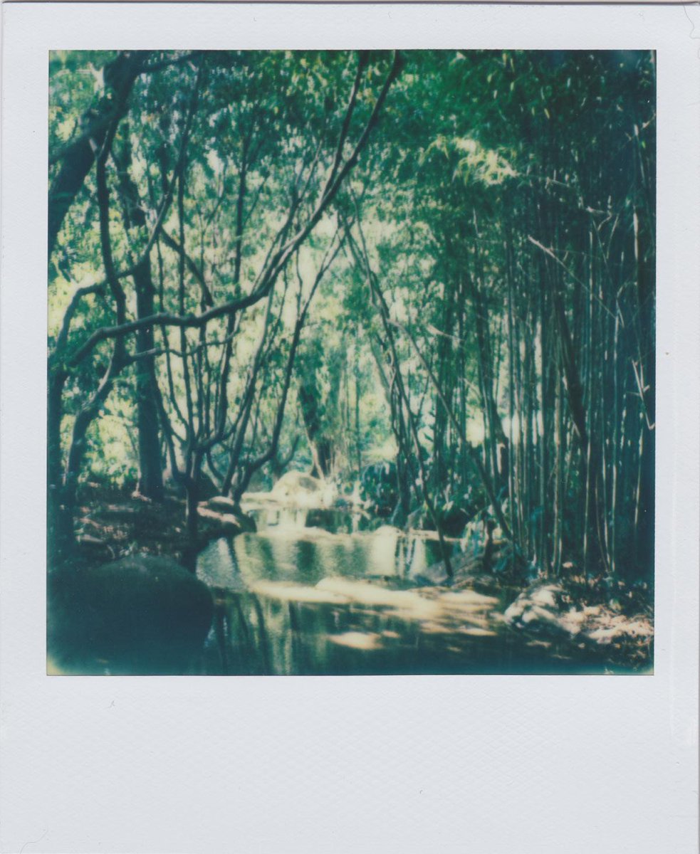 impolaroids's tweet image. Gulbenkian Gardens with a SX-70. Check it out at impossiblepolaroids.com #Polaroid #tip #sx70