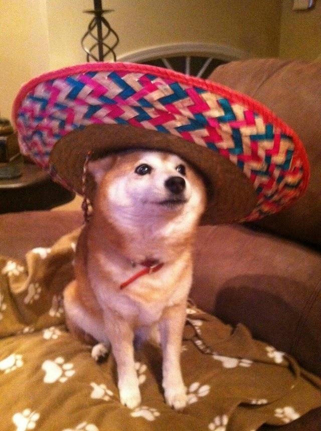 Mucho wow
           Tal hat
     Mucha cultura 
   So cinco de mayo