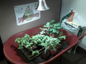 WayUpSac's tweet photo. Please consider donating: https://t.co/fiGlR4q2Pj (and check out our mini office garden!) #BIGDoG2015 #WayFresh http://t.co/sBKI7OU6CV