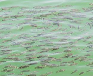 ResearchGate's tweet photo. This researcher raises #fish in the Brazilian savannah - check it out: https://t.co/3bF5NdWDVq #NetworkPicks #Brazil http://t.co/h5N185rWqi